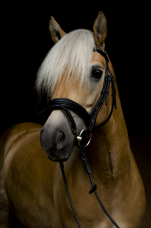 Stella